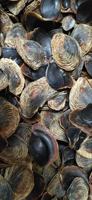 Nacre naturelle coquille de mer polie fournisseur coquille de perle naturelle coquille d'huître nacre coquille d'ormeau