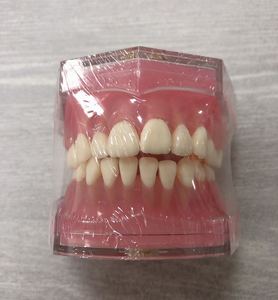 Mô Hình Nhổ Răng Nha Khoa Với Kẹo Cao Su Mềm Và Răng Có Thể Tháo Rời - Product Image 1