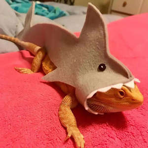 Jouet interactif en feutre doux fait main motif requin pour dragon barbu, lézard, caméléon, iguane et autres reptiles – Offre spéciale - Product Image 3