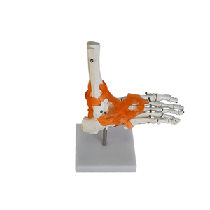 Modelo de <span class=keywords><strong>Esqueleto</strong></span> <span class=keywords><strong>para</strong></span> Enseñanza, Modelo de Huesos de PVC, Modelo Anatómico <span class=keywords><strong>Humano</strong></span> con Ligamentos, Modelo de Articulación del Pie - Product Image 3