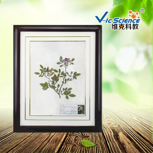 Venta Directa de Fábrica Xinxiang Weike: Especímenes de Herbario de Medicamentos Herbales Chinos, Marcos para Especímenes de Herbario, Biológicos - Product Image 3