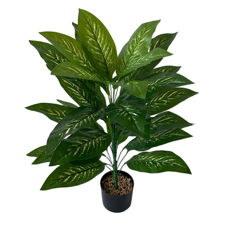 จุดสีเหลืองใบไม่มีหม้อ