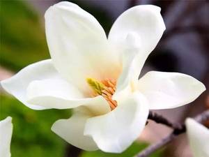 แมกโนเลียขี้ผึ้งสำหรับเครื่องสำอาง - Product Image 2