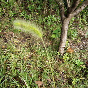 Esen foxtail cuts Grass Ried hierba entera de Setaria <span class=keywords><strong>viridis</strong></span> para hierba - Product Image 2