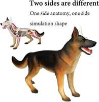 Modelo de Anatomía Canina Desmontable de 29 Partes, para Biología Animal, Veterinaria, Ciencia, Regalo Educativo, con Certificación CE/ISO