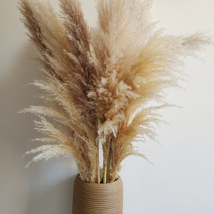 Herbe à plumes, roseau séché, fleur de roseau séchée, herbe de la pampa séchée pour la décoration de la <span class=keywords><strong>maison</strong></span> - Product Image 6