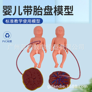 Modèle de soins du placenta pour nouveau-nés, modèle de placenta, modèle de soins infantiles/modèle d'embryon, soins du cordon ombilical - Product Image 2