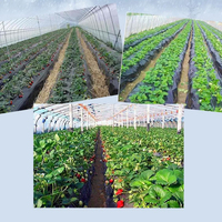 Film plastique perforé en PE noir de 15 m, 10 kg/rouleau, pour désherbage agricole, piments, fraises, jeunes plants d'arbres fruitiers, isolation