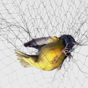 <span class=keywords><strong>Red</strong></span> <span class=keywords><strong>de</strong></span> niebla <span class=keywords><strong>de</strong></span> aves, <span class=keywords><strong>red</strong></span> <span class=keywords><strong>de</strong></span> <span class=keywords><strong>captura</strong></span> <span class=keywords><strong>de</strong></span> aves <span class=keywords><strong>de</strong></span> Arabia Saudita para cazar <span class=keywords><strong>red</strong></span> <span class=keywords><strong>de</strong></span> niebla <span class=keywords><strong>de</strong></span> aves para Yemen - Product Image 2