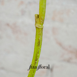 Flores de <span class=keywords><strong>Iris</strong></span> Artificiales Realistas FONG IAN, Color Natural, Alta Calidad, Decoración del Hogar, Boda, Navidad, Día de la Madre, Ecológicas - Product Image 6