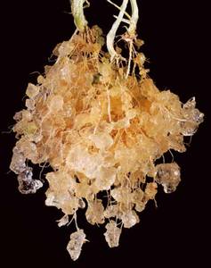 Бесплатный образец, полиакрилат натрия, супер абсорбирующий полимер, сельскохозяйственная смола для почвы - Product Image 2