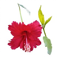 Poudre d'extrait d'hibiscus Rosa-sinensis de haute qualité et à forte teneur 10:1, poudre soluble dans l'eau de fleur d'hibiscus chinois, qualité alimentaire