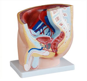 BIX-A1084 modèle d'anatomie sagittale masculine en PVC 1 pièce modèle d'organe de <span class=keywords><strong>squelette</strong></span> en Silicone pour les écoles de formation en sciences médicales auxiliaires - Product Image 1