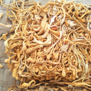 Cogumelo <span class=keywords><strong>Cordyceps</strong></span> <span class=keywords><strong>Militaris</strong></span> Orgânico Seco de Alta Qualidade Yong Chong Cao para Sopas Instantâneas - Product Image 3