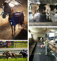 Tapis en caoutchouc antidérapant pour écurie, tapis d'écurie pour chevaux, tapis en caoutchouc robuste pour bétail, pour écurie et remorque