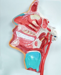 Darhmmy Mô hình giải phẫu của đầu trung gian của sản phẩm khoa học y tế PVC hầu họng - Product Image 6