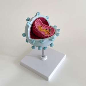 Modelo de Enseñanza Médica, Modelo de Anatomía del Virus del VIH para la Educación en Inmunología y Enfermedades Infecciosas - Product Image 5