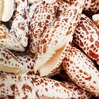 Vente en gros Coquillage naturel en vrac Coquillage coloré Mitra Mitra pour cadeau Décoration intérieure