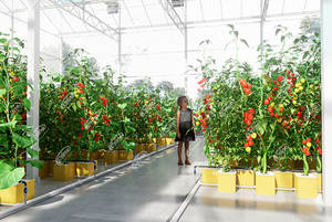 Top Quality Vertical Hydroponic <b>System</b> Dutch Bucket Dwc Hydroponic <b>System</b> Plastic Planting Basket Bato for Tomato Greenhouse - Product Image 3