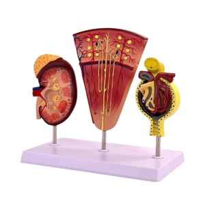 Unidad Renal y Modelo Glomerular Estructura Anatómica del Sistema Urinario Modelo de Riñón Humano Modelo Anatómico Renal - Product Image 3