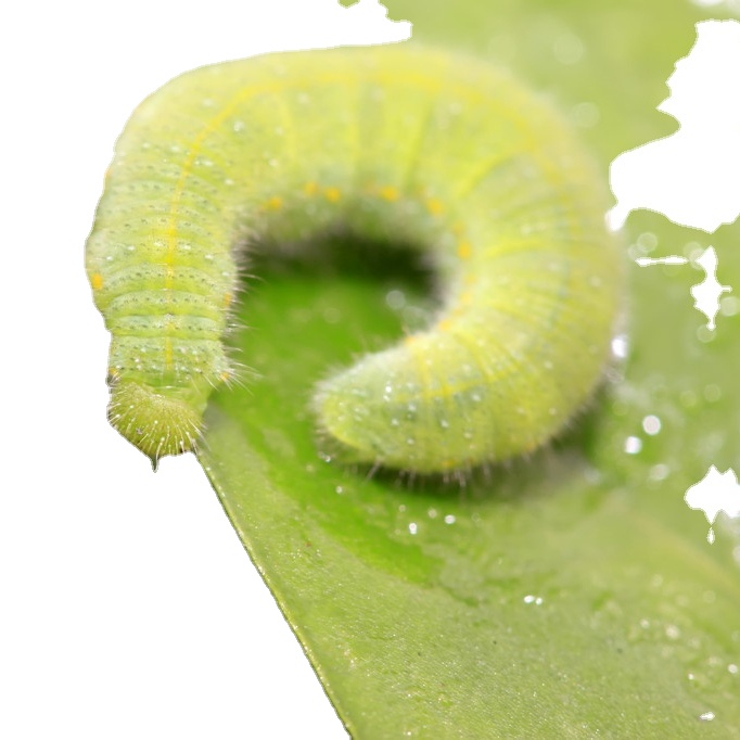 Fast effect Bio pesticides to control vegetable cabbage pests methomyl insecticide PrGV WP