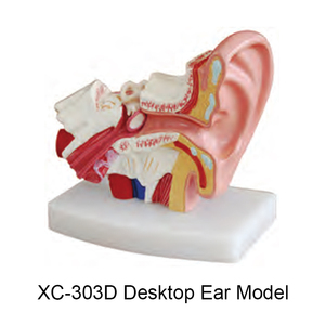דגם אנטומיה של אוזן אנושית XC-303D, דגם לימוד אנטומי לאוזן למטרות חינוך - Product Image 1