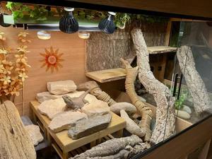 7W dẫn UVB UVA bò sát bóng đèn, thủy ngân miễn phí 5000K ánh sáng ban ngày đầy đủ phổ bò sát bóng đèn cho râu rồng, rù<span class=keywords><strong>a</strong></span> & Thằn Lằn - Product Image 6