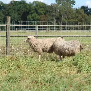 Pagar jala kawat domba ternak kokoh dengan obral besar penampilan pagar pertanian Lowes