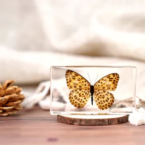 Offres Spéciales artisanat cadeau échantillons biologiques belle taxidermie véritable insecte papillon spécimen résine artisanat papillon