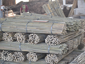 Commercio all'ingrosso Tokin canne di bambù pali pali di bambù grezzo pali di bambù giganti canne di bambù per il giardino graticcio staffa recinzione - Product Image 4