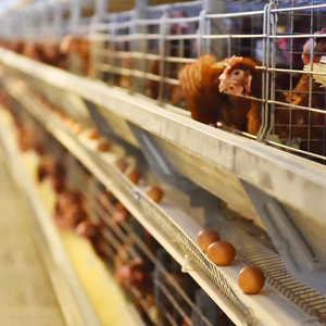 Suelo de plástico para aves de corral de pollo de nueva condición para 10000 pájaros equipo automático de cría de animales y aves - Product Image 6