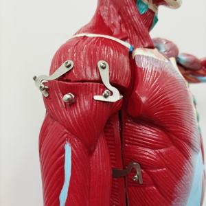 Modèle anatomique humain complet en plastique pour l'enseignement médical, 27 parties, démonstration anatomique masculine, pour l'apprentissage des élèves - Product Image 3