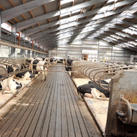 Structure en acier préfabriquée avancée pour abri à moutons, hangar à vaches à grande échelle pour l'élevage