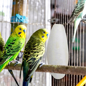 Poudre d'os de seiche blanchie et découpée de haute qualité pour l'alimentation des oiseaux – Fournisseur d'aliments pour animaux du Vietnam - Product Image 1