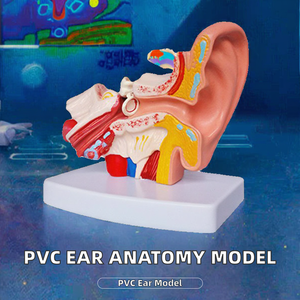Modèle d'oreille anatomique YL, modèle d'enseignement de la structure de l'oreille avec grossissement, YL/303D, PVC, science médicale, certifié CE - Product Image 2