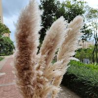Vente en gros de fleurs naturelles d'herbe de pampa brune belle décoration de fête de mariage de style frais avec boîte de plumes sèches couronne emballée