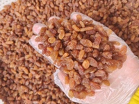 Raisins secs naturels séchés au soleil Verts Rouges Noirs Raisins secs naturels d'exportation Origine Chine