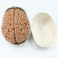 Modelo de Esqueleto Humano Adulto 1:1 con Cerebro, para Simulación Médica y Entrenamiento de Enfermería, con Certificación CE/ISO