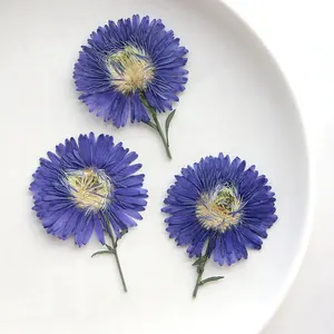 12 unids/pack New York <span class=keywords><strong>Aster</strong></span>/Michaelmas Daisy con tallo flor prensada para marco caja del teléfono vela arte <span class=keywords><strong>de</strong></span> resina - Product Image 1