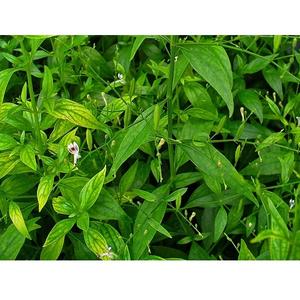 Andrographis Paniculata, Suplemento Herbal Natural, Refuerza el Sistema Inmunológico, Mejora el Bienestar General, Reduce la Inflamación - Product Image 5
