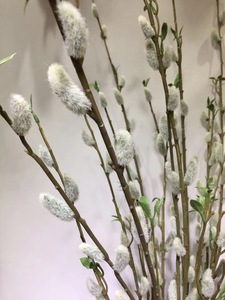 Ostern Silber Weiden frucht Simulations pflanze Silber Weiden zweige Muschi Weide Blumen arrangement Zubehör Dekoration - Product Image 5