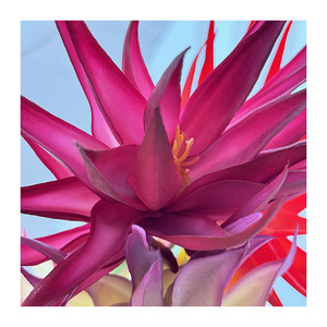 QYYM-768 grande <span class=keywords><strong>corolle</strong></span> à <span class=keywords><strong>fleurs</strong></span> fleur décorative élégante collection de plantes et de <span class=keywords><strong>fleurs</strong></span> d'intérieur et d'extérieur - Product Image 4
