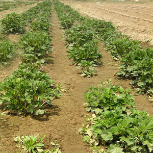 棉花糖叶 - Product Image 4