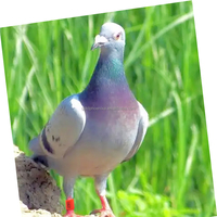 Anneaux de pattes en plastique colorés pour oiseaux, perroquets, cailles, pigeons, avec numéros