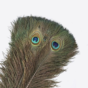 Nhà Máy Bán buôn Peacock Lông Đồ nội thất đồ trang trí phụ kiện quần áo - Product Image 6