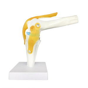 Modelo <span class=keywords><strong>de</strong></span> esqueleto <span class=keywords><strong>de</strong></span> articulación <span class=keywords><strong>de</strong></span> <span class=keywords><strong>rodilla</strong></span> humana con <span class=keywords><strong>ligamentos</strong></span> y recursos <span class=keywords><strong>de</strong></span> enseñanza <span class=keywords><strong>de</strong></span> menisco modelo <span class=keywords><strong>de</strong></span> articulación funcional <span class=keywords><strong>de</strong></span> anatomía médica <span class=keywords><strong>de</strong></span> tamaño real - Product Image 3