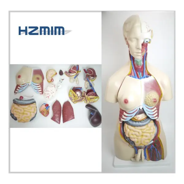 85cm 23 parts human body torso anatomical model, human torso model