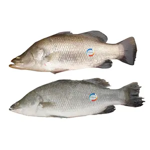 신선한 해산물 라이브 barramundi