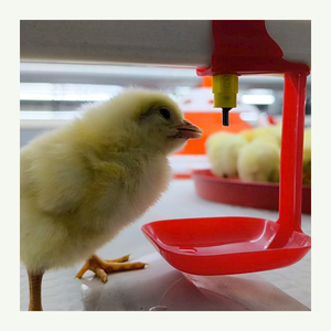 Durable Hot Dip <strong>Galvanized</strong> Steel Poultry Farming <strong>Cage</strong> - Automatic Meat Broiler Battery Rearing <strong>Layer</strong> <strong>Cage</strong> for Birds - Product Image 3