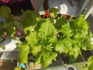 China Factory Aeroponic <span class=keywords><strong>Cloner</strong></span> 150/128/80 sito Hydroponic Clone Shell macchina per clonazione idroponica per piante - Product Image 5